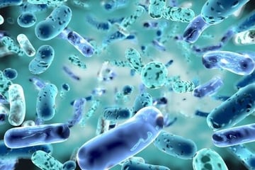 yadav-listing-bacteria